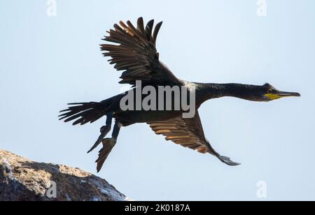 Marangone dal ciuffo, uccello marino Stockfoto