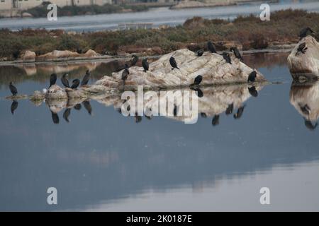 Marangone dal ciuffo, uccello marino Stockfoto