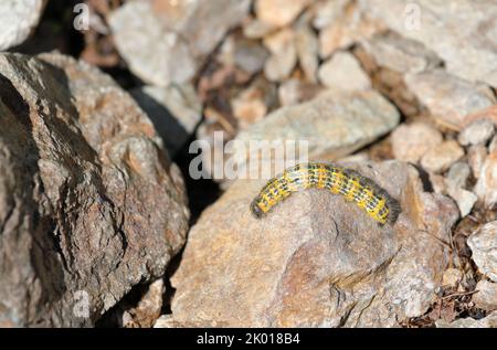 Buff tipp Motte Caterpillar - Phalera bucephala Kriechen auf dem Boden Stockfoto