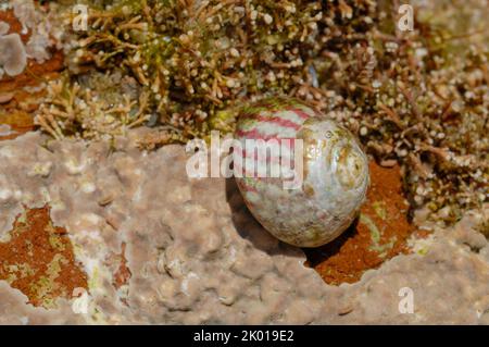 Flachoberschale (Gibbula umbilicalis) in Rock Pool, St. Brides Haven, Pembrokeshire, Wales, Großbritannien, Europa Stockfoto