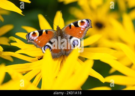 Pfauenschmetterling (Aglais io) ruht sich aus und ernährt sich von den im Spätsommer blühenden Rudbeckia-Blüten im britischen Garten Stockfoto