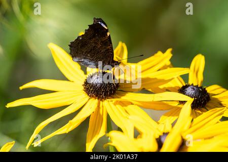 Pfauenschmetterling (Aglais io) ruht sich aus und ernährt sich von den im Spätsommer blühenden Rudbeckia-Blüten im britischen Garten Stockfoto