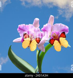 Orchidee Cattleya mit zwei Hebomoia glaucippe Schmetterlingen auf einer Blume mit blauem Himmel Hintergrund Stockfoto