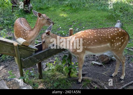 Damhirsch Weibchen in Nahaufnahme an einer Futterstation Stockfoto