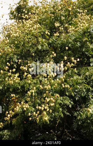 Koelreuteria paniculate, Golden Rain Tree Stockfoto