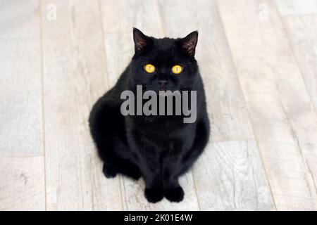 Auf einem Holzboden sitzt eine schwarze, flauschige britische Rassekatze mit gelben Augen Stockfoto