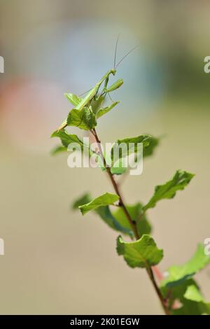 Raubtierinsekt Europäische Mantis - Mantis religiosa - auf einem Buschzweig, Nahaufnahme Porträt in natürlichem Lebensraum Stockfoto