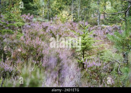 Heather Field. Zweige mit feinen filigranen violetten Blüten. Verträumt im Sonnenlicht. Nahaufnahme der Pflanzen Stockfoto