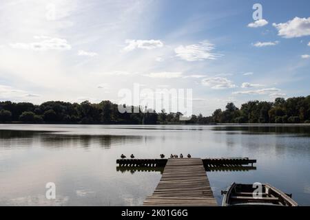 Schöner Sommer, Herbstlandschaft mit Fluss, blauer Himmel mit weißen Wolken und wilden Enten auf hölzernen Pier. Stockfoto