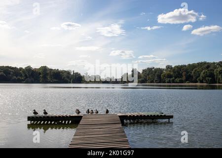 Schöner Sommer, Herbstlandschaft mit Fluss, blauer Himmel mit weißen Wolken und wilden Enten auf hölzernen Pier. Stockfoto