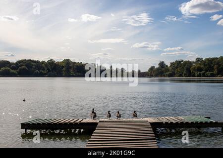 Schöner Sommer, Herbstlandschaft mit Fluss, blauer Himmel mit weißen Wolken und wilden Enten auf hölzernen Pier. Stockfoto