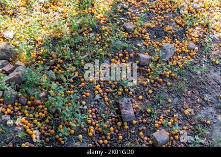 Überreife verfaulte gelbe Pflaumenfrüchte auf dem Boden unter Baum im Garten. Sommer, Herbst, Herbst Erntezeit. Kompostierung, Recycling, kein Abfall e Stockfoto