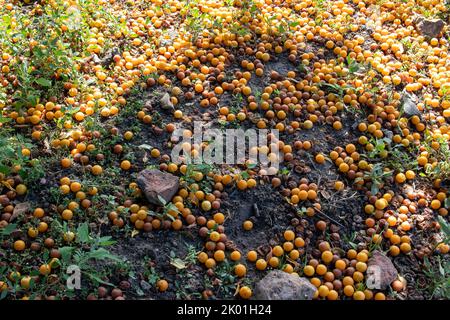 Überreife verfaulte gelbe Pflaumenfrüchte auf dem Boden unter Baum im Garten. Sommer, Herbst, Herbst Erntezeit. Kompostierung, Recycling, kein Abfall e Stockfoto