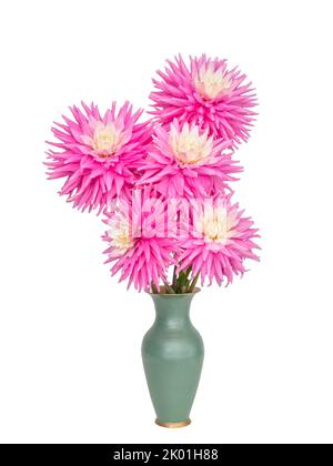 Rosa selbstgewachsene Dahlien in Vase isoliert auf weißem Hintergrund. Stockfoto