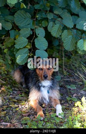 Junger Hund Mischung aus bodeguero und yorkshire Blick auf Kamera zwischen grünen Blättern. Nimmt. Kopierraum. Tierportrait. Stockfoto