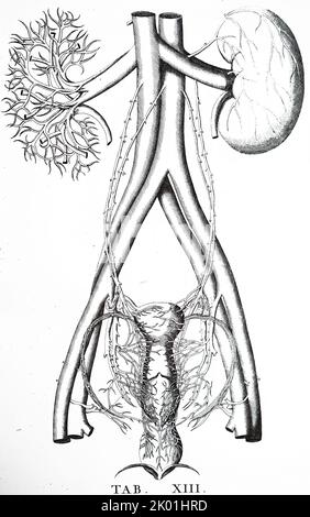 Nieren: Die eine zeigt die ganze und die andere als ein Netz von Blutgefäßen. Ebenfalls abgebildet sind die Aorta, die inferiore Vena Cava und der Uterus. Aus Bartolommeo Eustachi Tabulae Anatomicae, zweite Auflage, Amsterdam, 1722. Eustachius war ein Zeitgenosse von Vesalius, aber seine Zeichnungen bleiben für etwa 150 Jahre unveröffentlicht. Stockfoto