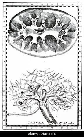 Menschliche Nieren. Schnittansicht und Hauptgefäße. Aus Bartolommeo Eustachi Tabulae Anatomicae, zweite Auflage, Amsterdam, 1722. Eustachius war ein Zeitgenosse von Vesalius, aber seine Zeichnungen bleiben für etwa 150 Jahre unveröffentlicht. Stockfoto