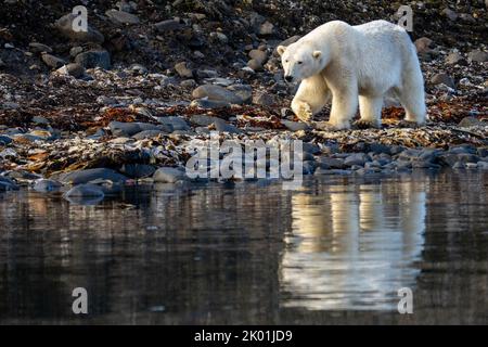 Eisbär (Ursus maritimus) in Spitzbergen Stockfoto