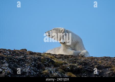 Eisbär (Ursus maritimus) Weibchen an der Nordseeküste mit Funkkragen in Spitzbergen Stockfoto