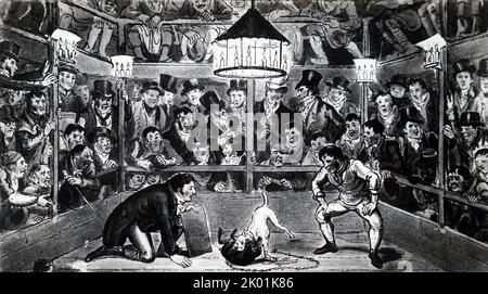 Tom und Jerry in der Westminster Pit beobachten einen Kampf zwischen einem Affen und einem Bullterrier. London, 1821. Stockfoto