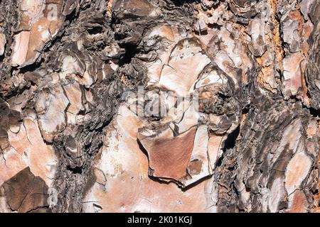 Cortex einer uralten Kiefer, Textur mit Gesicht des alten Mannes Stockfoto