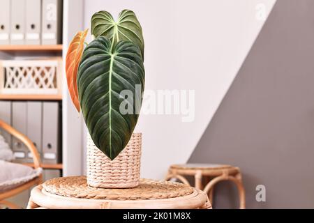 Tropische Zimmerpflanze 'Philodendron Melanochrysum' mit dunklen, langen Blättern auf dem Tisch Stockfoto