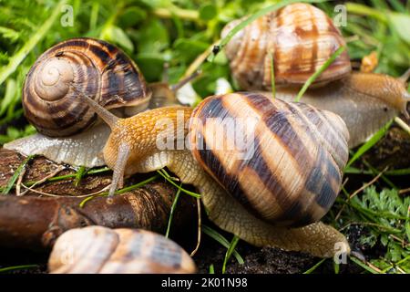 Viele große Traubengartenschnecken Helix pomatia leben im Wald auf dem Gras. Stockfoto