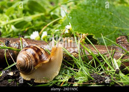 Helix pomatia große Traubenschnecke kriecht gemächlich auf dem Gras. Stockfoto