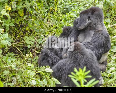 1. September, 2022 Mount Karisimbi, Virunga Mountains, Ruanda, Afrika die Gorilla-Gruppe Isimbi posiert und spielt in ihrem Waldgebiet. Stockfoto