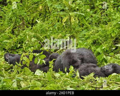 1. September, 2022 Mount Karisimbi, Virunga Mountains, Ruanda, Afrika die Gorilla-Gruppe Isimbi posiert und spielt in ihrem Waldgebiet. Stockfoto