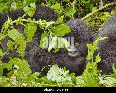 1. September, 2022 Mount Karisimbi, Virunga Mountains, Ruanda, Afrika die Gorilla-Gruppe Isimbi posiert und spielt in ihrem Waldgebiet. Stockfoto