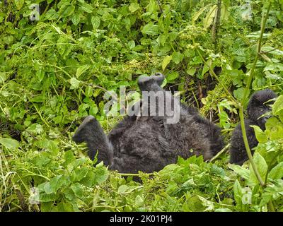 1. September, 2022 Mount Karisimbi, Virunga Mountains, Ruanda, Afrika die Gorilla-Gruppe Isimbi posiert und spielt in ihrem Waldgebiet. Stockfoto