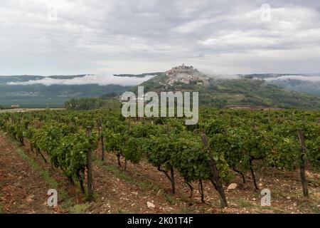 Istrische Weinbergplantage und mittelalterliches Dorf Motovun auf einem Hügel in Zentralistrien, Kroatien, Europa. Stockfoto