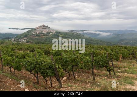 Istrische Weinbergplantage und mittelalterliches Dorf Motovun auf einem Hügel in Zentralistrien, Kroatien, Europa. Stockfoto