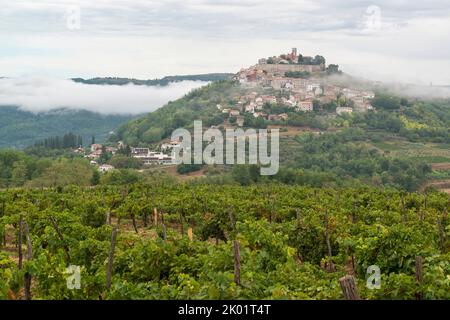 Istrische Weinbergplantage und mittelalterliches Dorf Motovun auf einem Hügel in Zentralistrien, Kroatien, Europa. Stockfoto