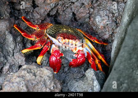 Rote Krabbe - Grapsus adscensionis - an der felsigen Küste von La Palma, Kanarische Inseln, Spanien Stockfoto