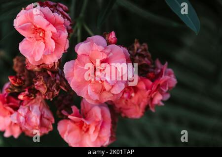 Nahaufnahme von rosa Blumen und grünen Blättern - Blumen und Rosen Stockfoto