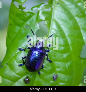 Blau-metallischer Käfer Nahaufnahme Makro auf grünem Blatt.Dieses Foto wurde aus Bangladesch aufgenommen. Stockfoto