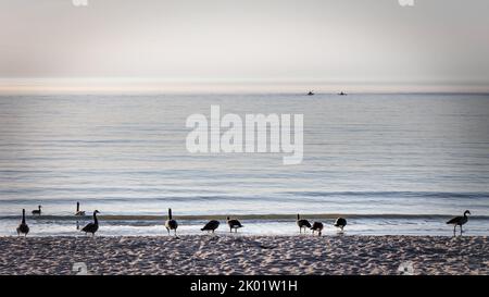 Gänse wandern am Strand, während Kajaks auf dem Mariners Trail zwischen Manitowoc und Two rivers, Wisconsin, in den fernen Nebel paddeln. Stockfoto