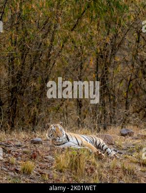 Alert Indischer wilder männlicher bengaltiger oder panthera tigris tigris, der in der heißen Sommersaison im bandhavgarh Nationalpark ruht und nach möglichen Beutetieren sucht Stockfoto