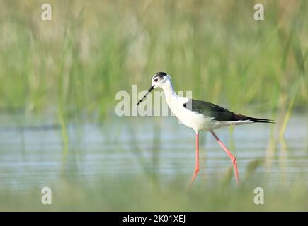 Schwarzflügel-Stelze (Himantopus himantopus), eleganter langbeiniger Vogel, der sich im seichten Wasser des Sees ernährt Stockfoto