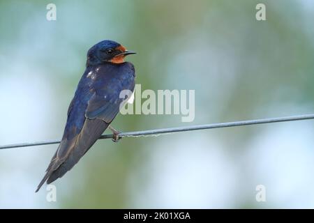Stallschwalbe (Hirundo rustica), die während der Herbstwanderung auf dem Draht ruht Stockfoto