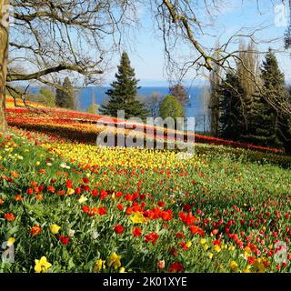 Eine üppige Frühlingswiese voller farbenfroher Tulpen auf der Blumeninsel Mainau mit Bodensee oder Bodensee im Hintergrund (Deutschland) Stockfoto