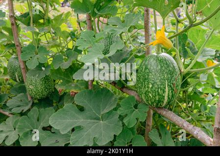 Feigenblättriger Gourd, Cucurbita ficifolia Stockfoto