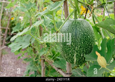 Feigenblättriger Gourd, Cucurbita ficifolia Stockfoto