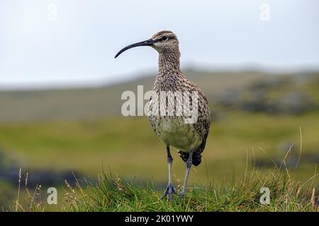 Curlew in Dyrholaey, in der Nähe von Vik, Island Stockfoto