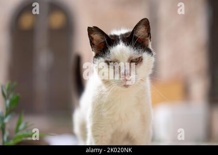 Porträt einer kranken schwarz-weißen streunenden Katze mit Augeninfektion in palma de mallorca, spanien Stockfoto