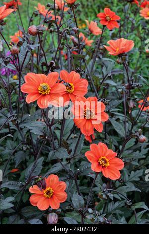 Nahaufnahme der orangeroten Blüten des Bischofs von Oxford Dahlia im Gegensatz zu den dunklen Blättern Stockfoto