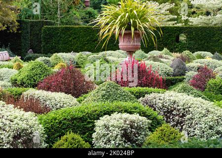 Gemischte immergrüne Sträucher im Parterre Walled Garden in den RHS Gardens in Wisley Surrey England Stockfoto