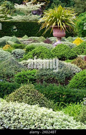 Gemischte immergrüne Sträucher im von Parterre ummauerten Garten der RHS Gardens Wisley Surrey England Stockfoto
